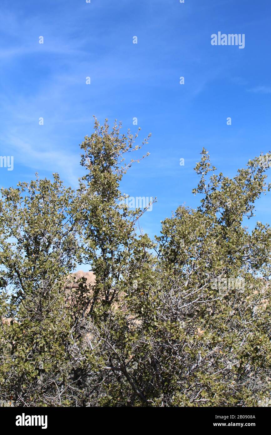 Quercus is a genus of flowering plants in the Botanical Family Fagaceae. Commonly known as the Oaks, Joshua Tree National Park hosts 5 native species. Stock Photo