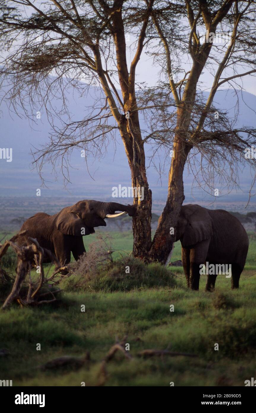 KENYA, AMBOSELI NATIONAL PARK, ELEPHANTS STRIPPING BARK FROM ACACIA TREE Stock Photo