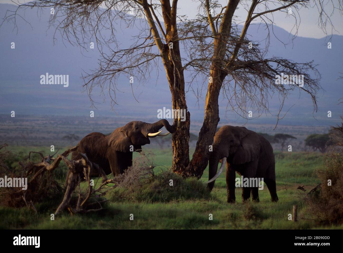 KENYA, AMBOSELI NATIONAL PARK, ELEPHANTS STRIPPING BARK FROM ACACIA TREE Stock Photo