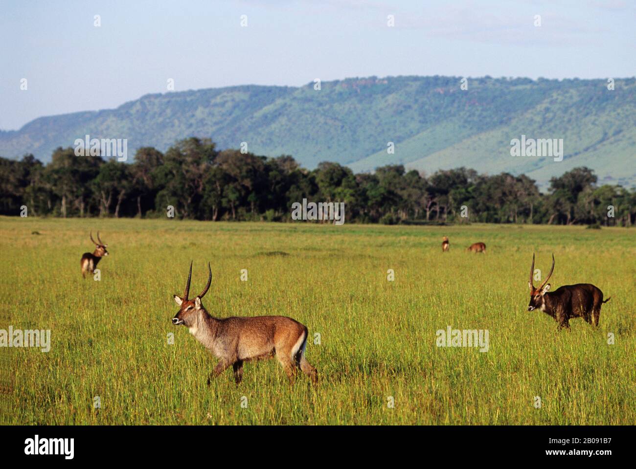 Masai mara wildlife hi-res stock photography and images - Alamy