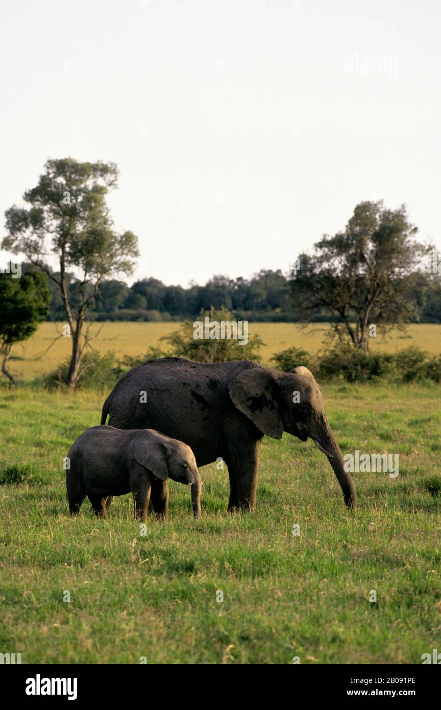 KENYA, MASAI MARA, ELEPHANTS, MOTHER WITH CALF Stock Photo - Alamy