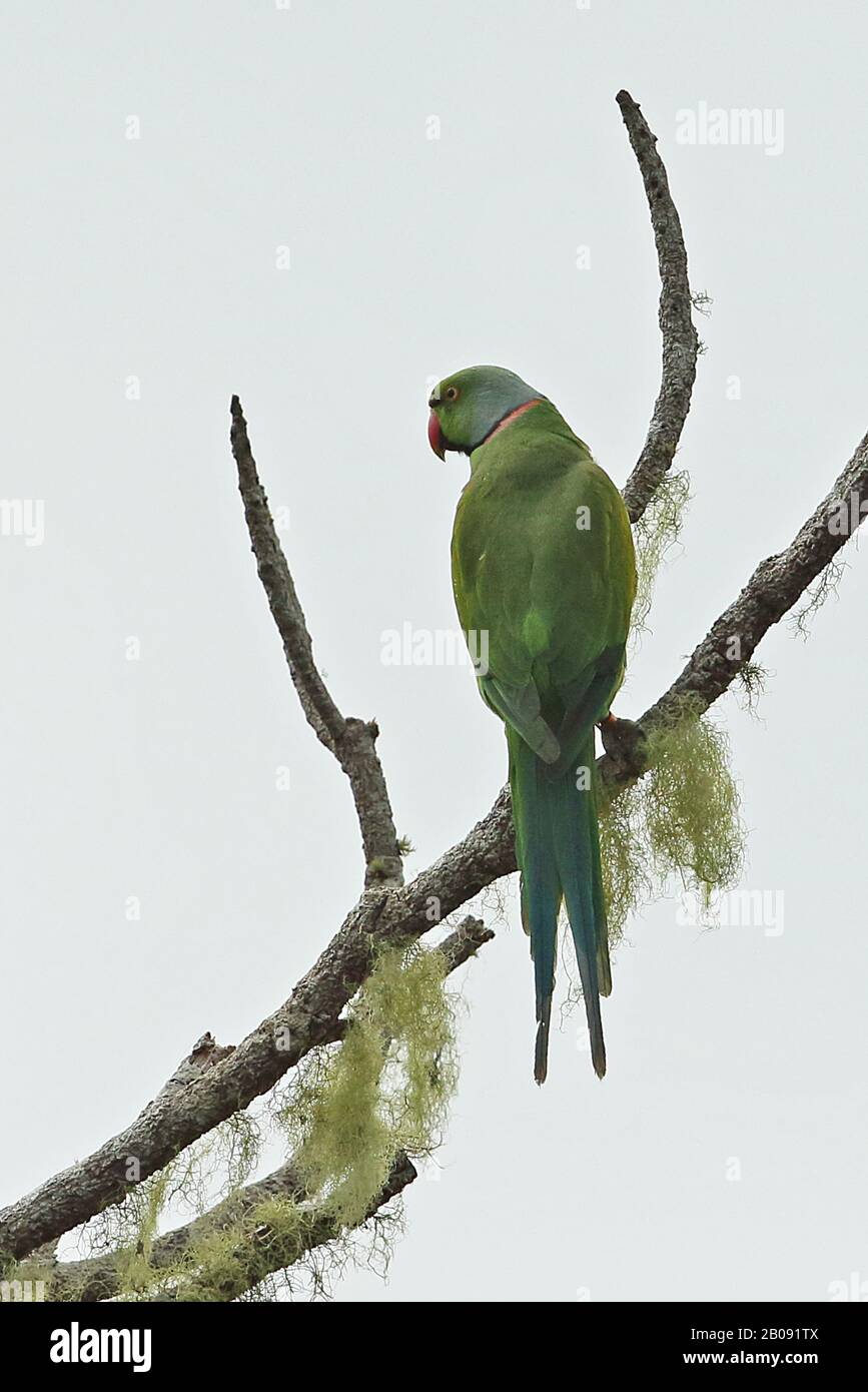 Echo Parakeet (Psittacula eques) adult perched on branch  Mauritius                   November Stock Photo