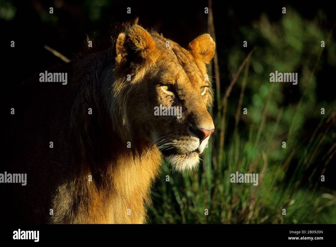 Masai mara game reserve lion hi-res stock photography and images - Alamy
