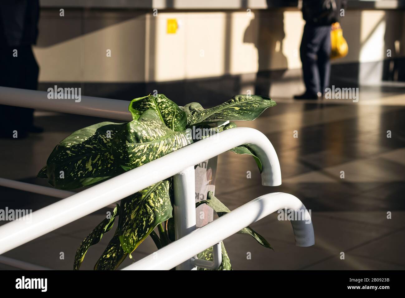 Leaves of a house plant on railing in public place Stock Photo - Alamy