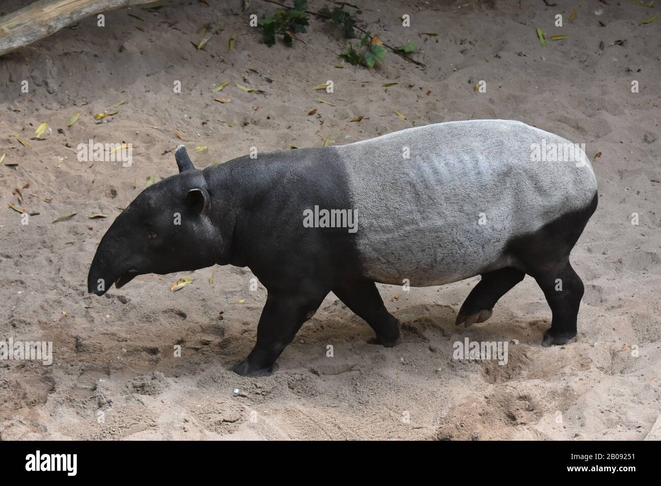 Wild Tapi Cute photo of a wild tapir walking Stock Photo - Alamy