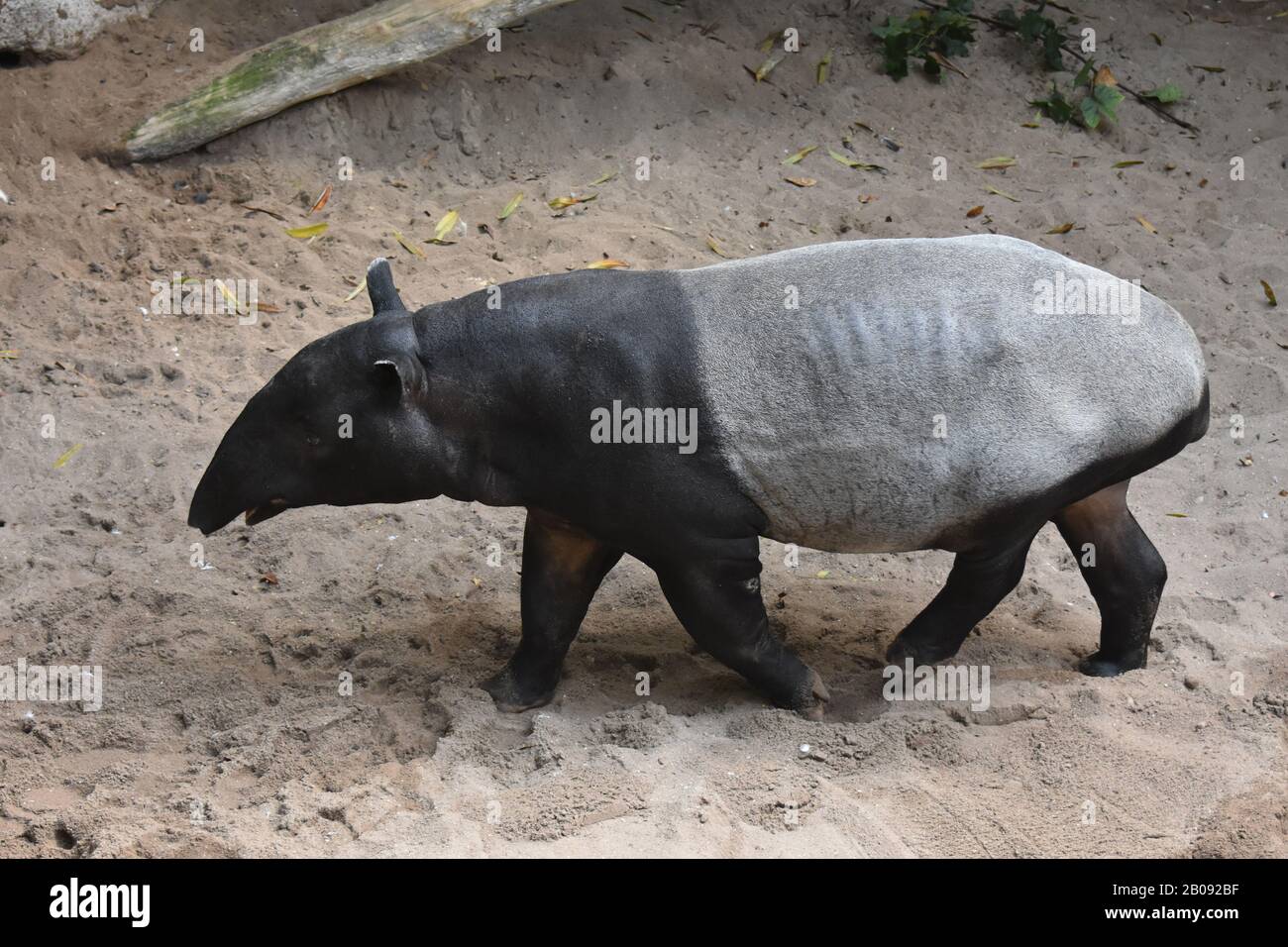 Wild animal photo of a beautiful tapir Stock Photo - Alamy, image size:1300x956