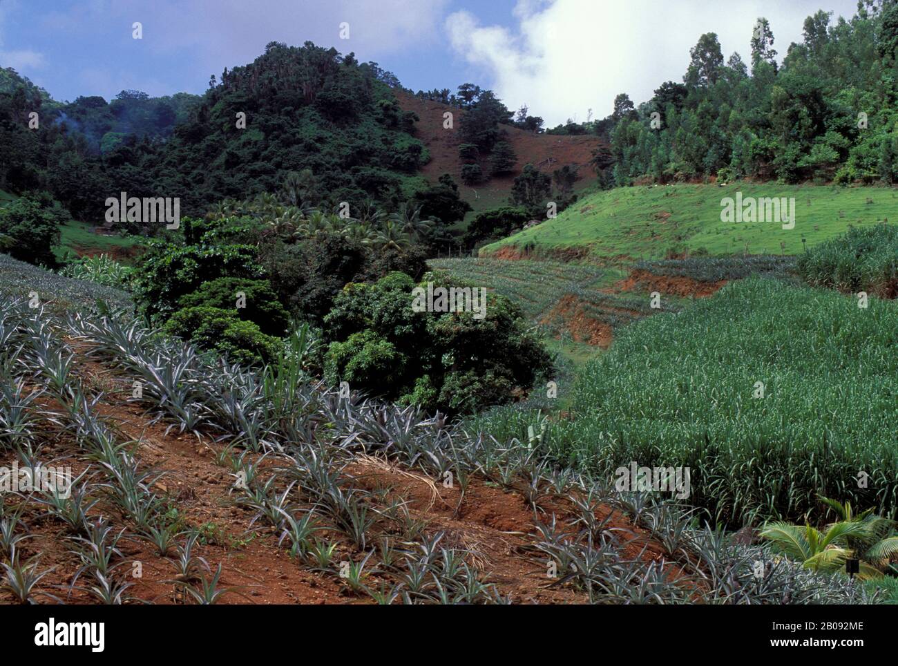 MAURITIUS, PINEAPPLE AND SUGARCANE FIELDS Stock Photo Alamy