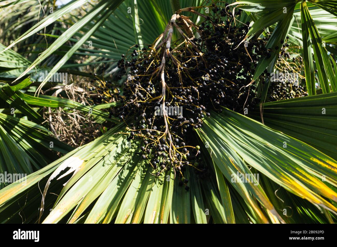 Palm tree in spain with many black fruits Stock Photo