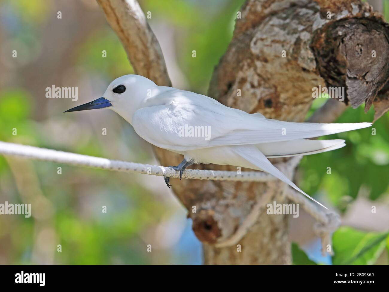Common White Tern (Gygis alba candida) adult perched on rope Ile aux ...
