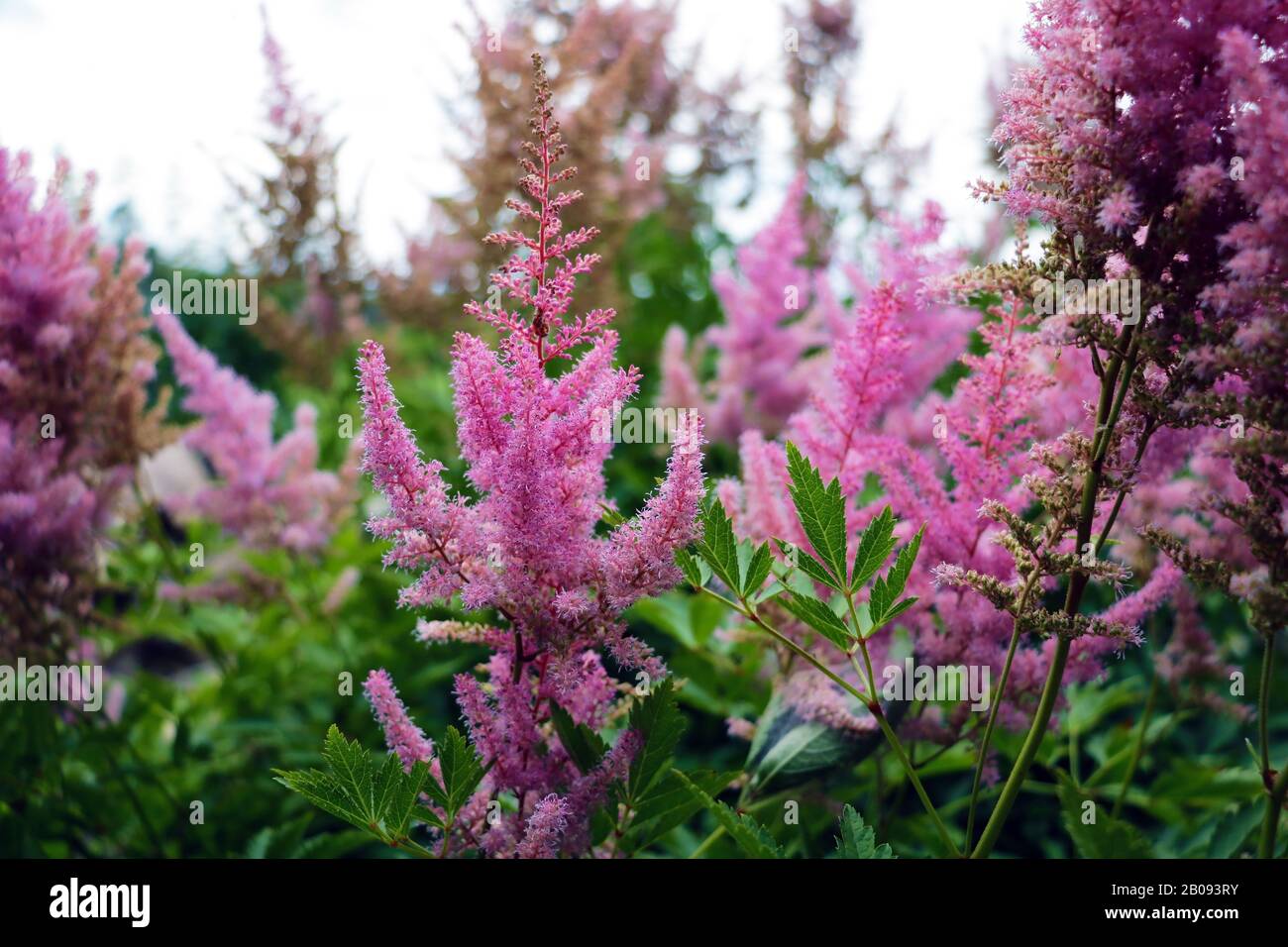 Lupine field with pink purple and blue flowers. Bunch of lupines summer