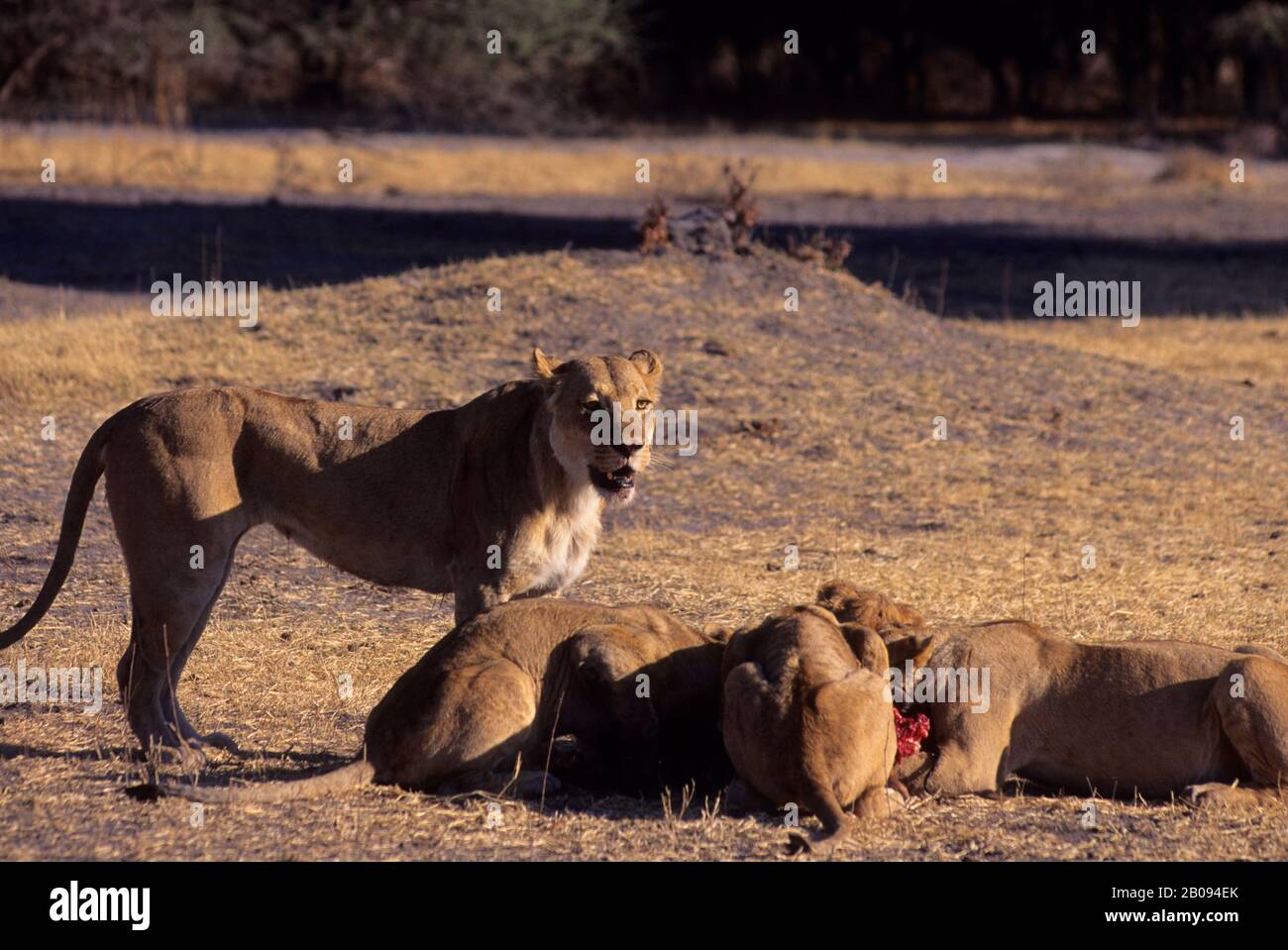 BOTSWANA, OKAVANGO MOMBO ISLAND, LIONS FEEDING ON WARTHOG Stock Photo - Alamy