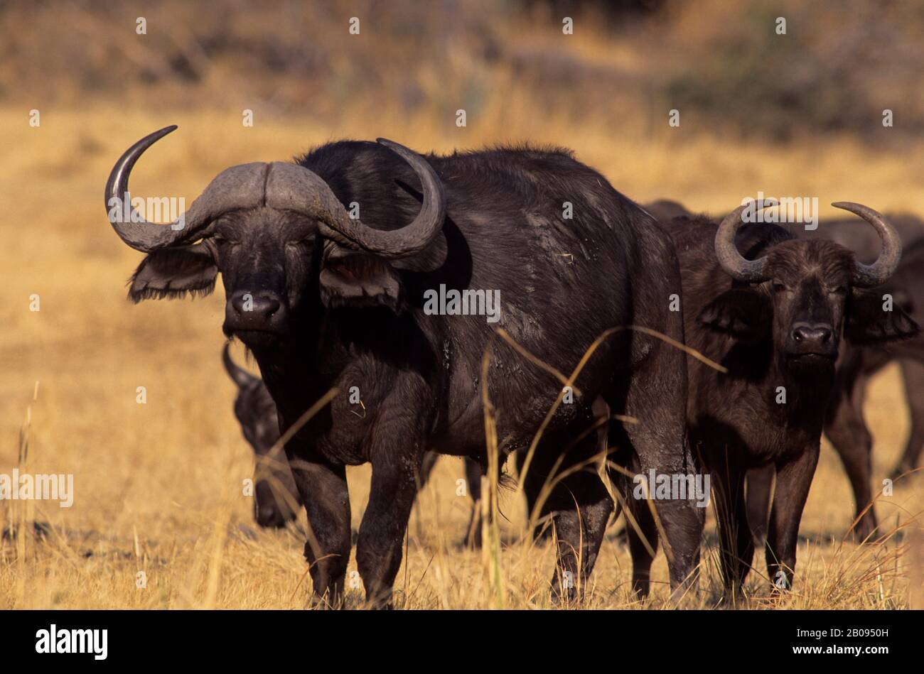 BOTSWANA, OKAVANGO DELTA, MOMBO IS., CAPE BUFFALO HERD, CLOSE-UP OF