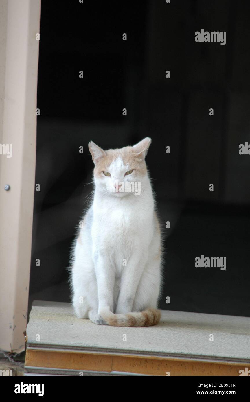 Cat sitting in Doorway watching Stock Photo Alamy