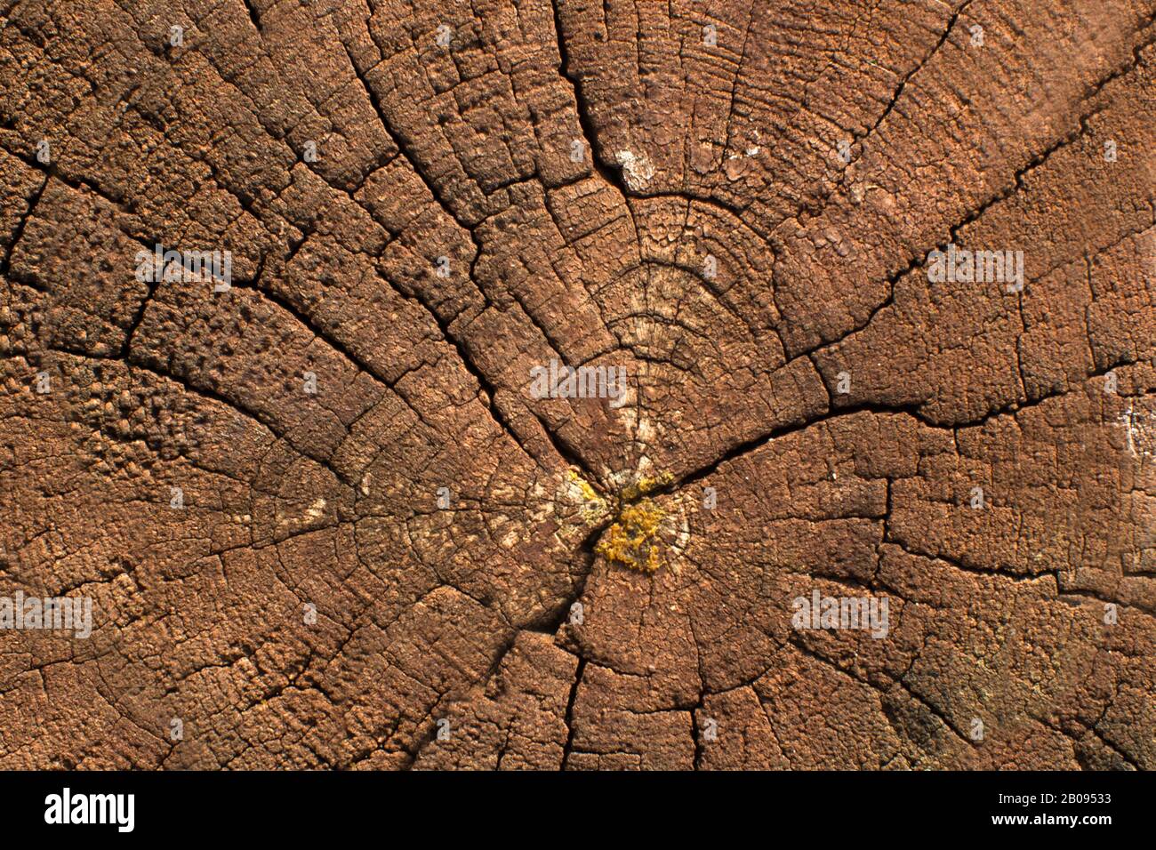 Tree trunk background. Panorama photo. Stock Photo