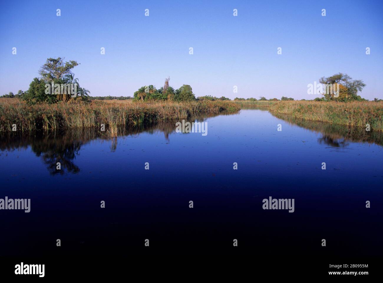 Okavango river papyrus hi-res stock photography and images - Alamy