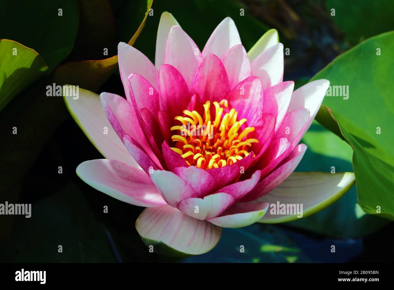 pink lotus flower plants in water in the spring or summer Stock Photo