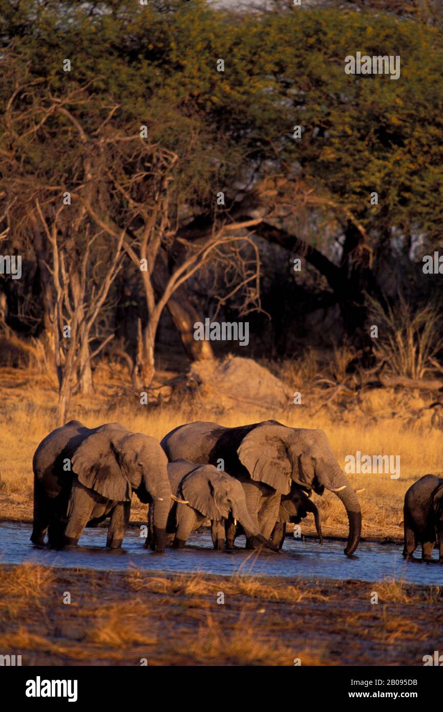 BOTSWANA, OKAVANGO DELTA, MOREMI WILDLIFE RESERVE, ELEPHANT HERD ...