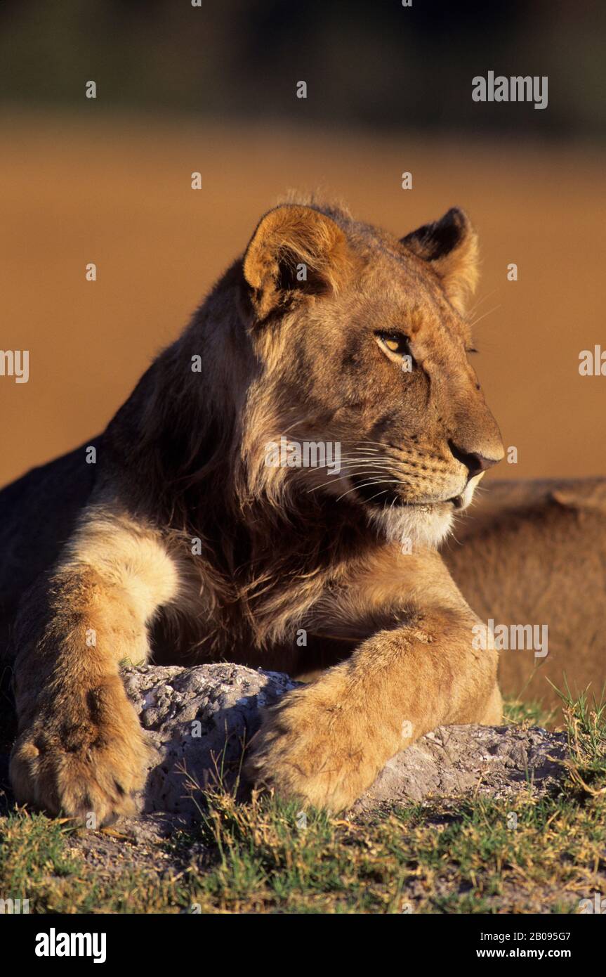 BOTSWANA, OKAVANGO DELTA, MOREMI WILDLIFE RESERVE, LION ON TERMITE ...
