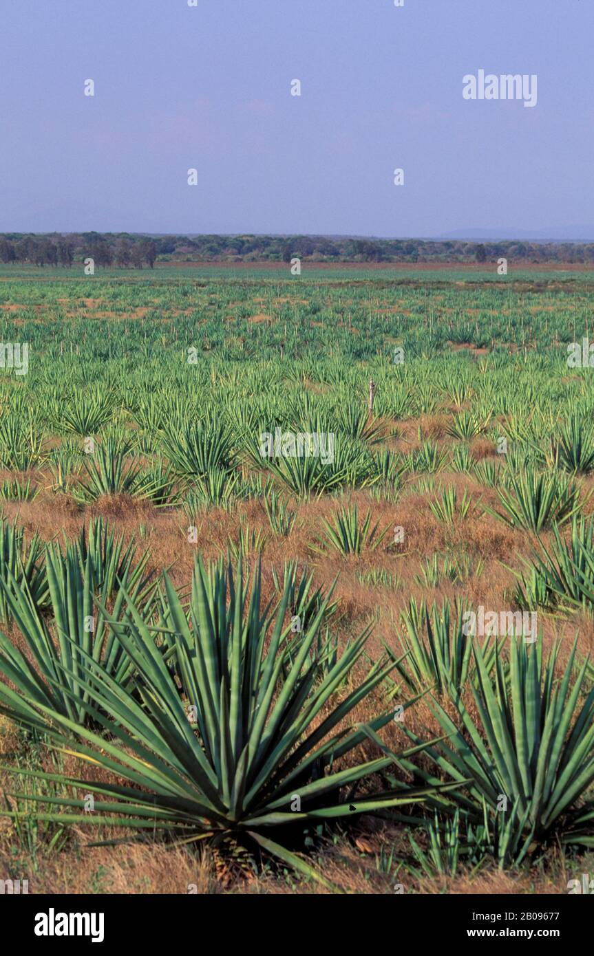 Sisal plantation hires stock photography and images Alamy