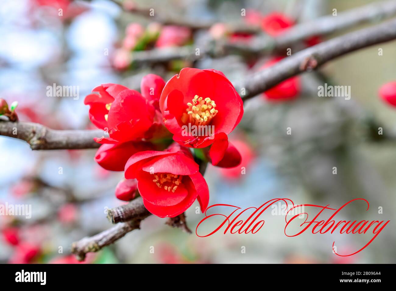 chaenomeles . red flowers . Close up of a flowering Cydonia plant (Chaenomeles speciosa)with text. hello  February Stock Photo