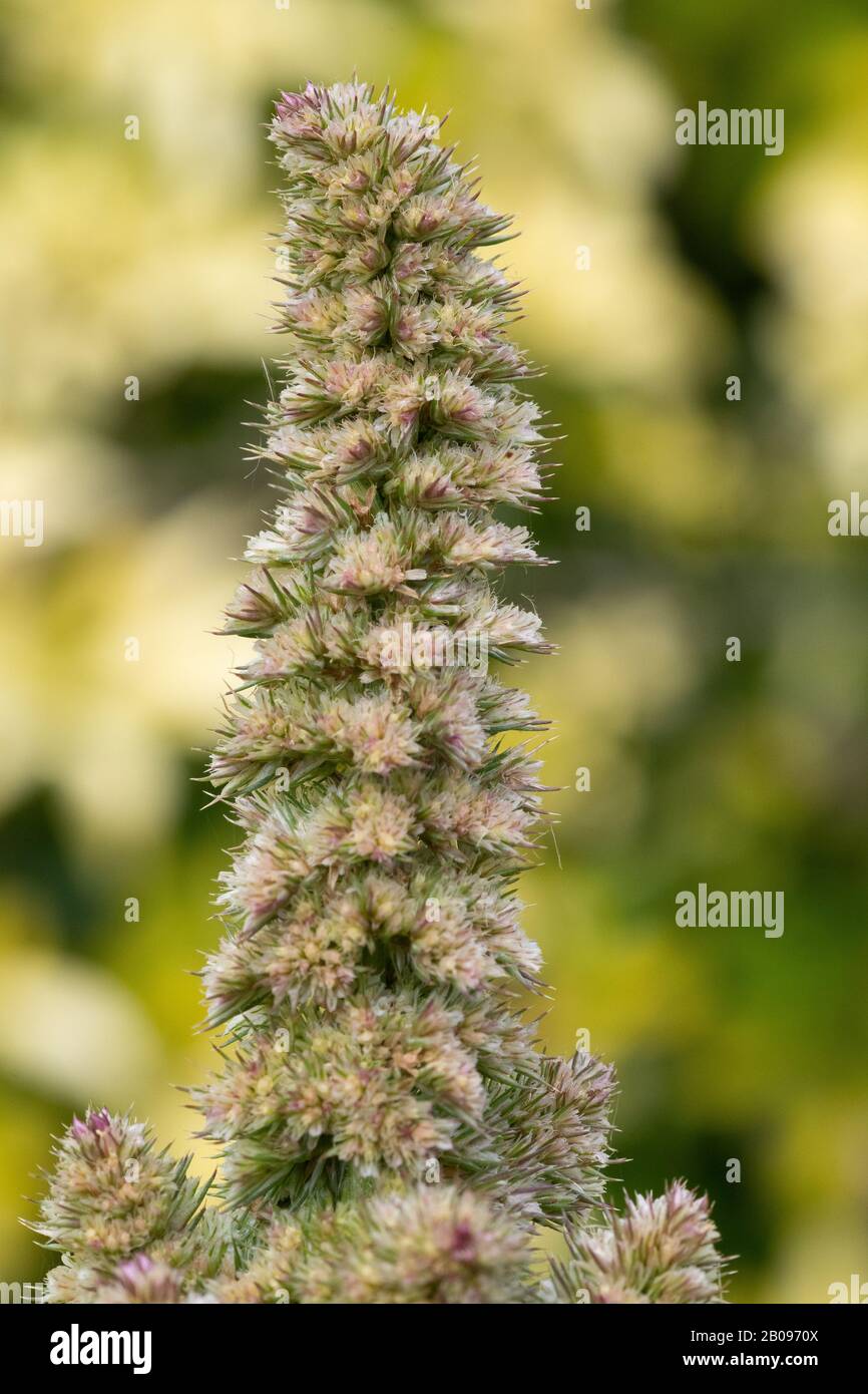 Close up of a millet plant in bloom Stock Photo Alamy