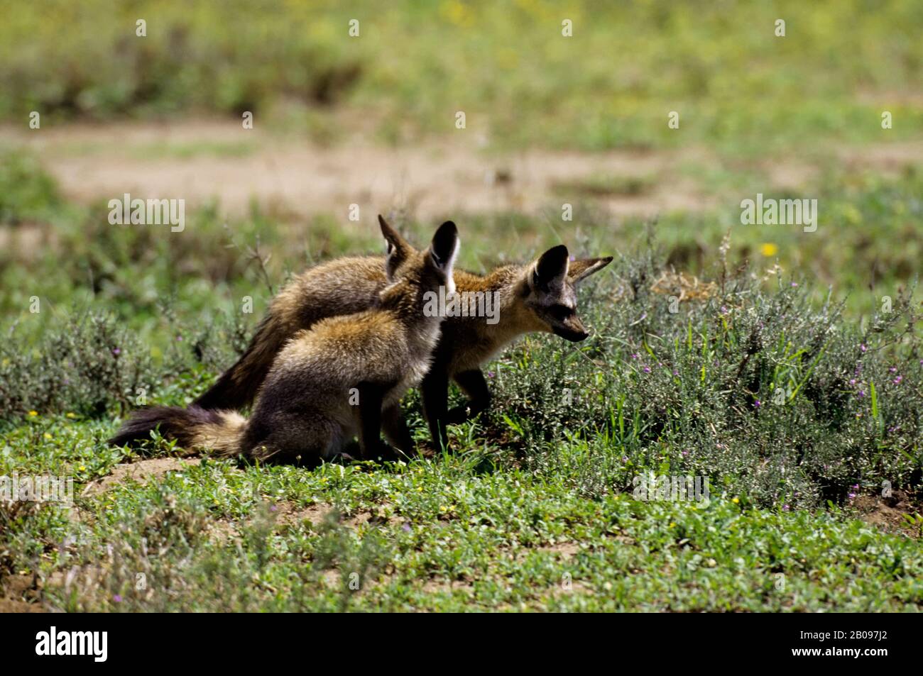 TANZANIA, SERENGETI, BAT-EARED FOXES Stock Photo - Alamy