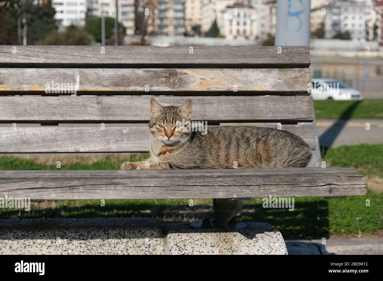 Lazy cat is sitting on a bench in a public park Stock Photo - Alamy