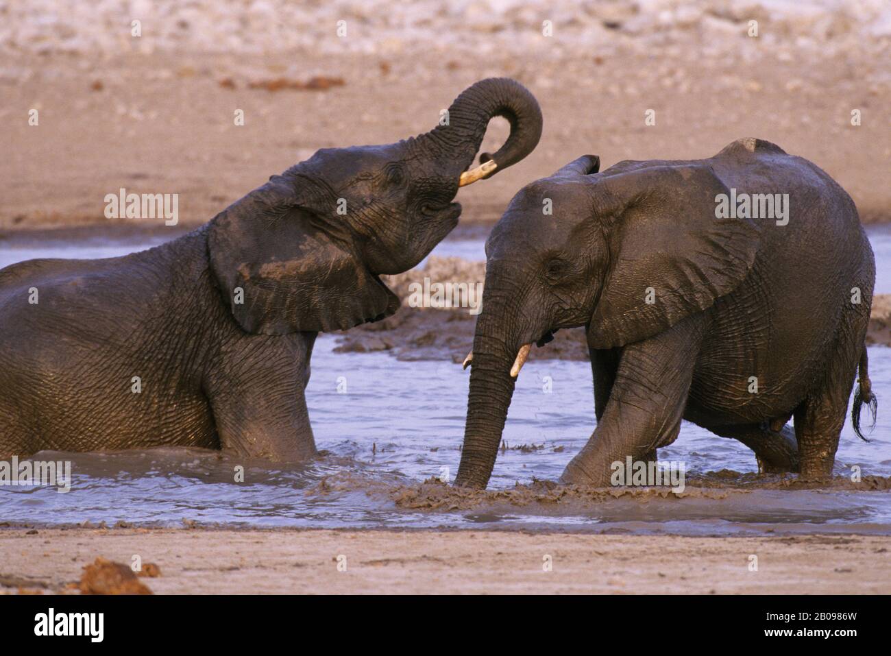 NAMIBIA, ETOSHA NATIONAL PARK, ELEPHANT HERD AT WATERHOLE, YOUNG MALES Stock Photo