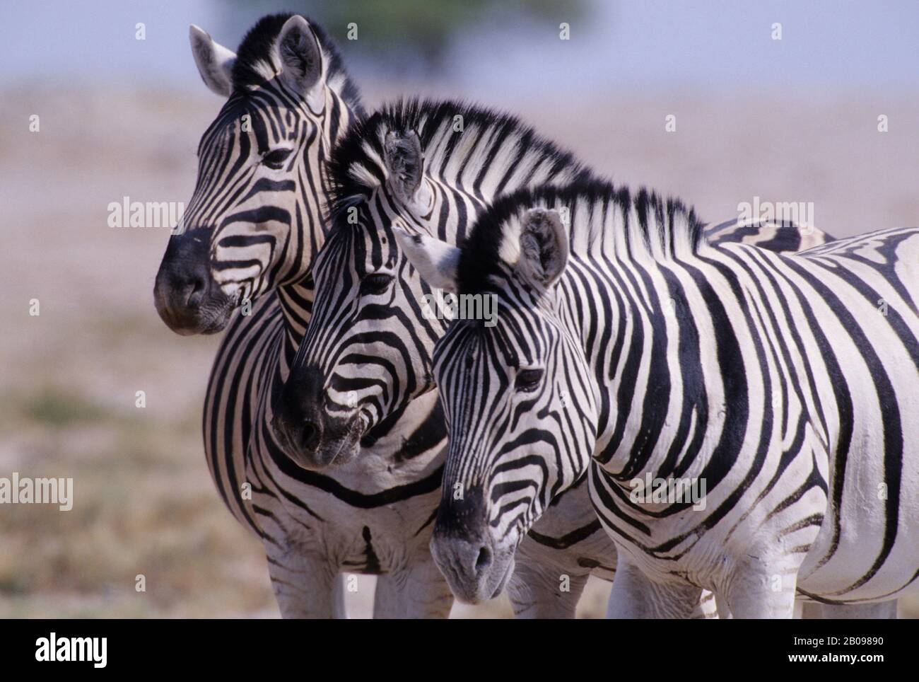 National animal of namibia hi-res stock photography and images - Alamy