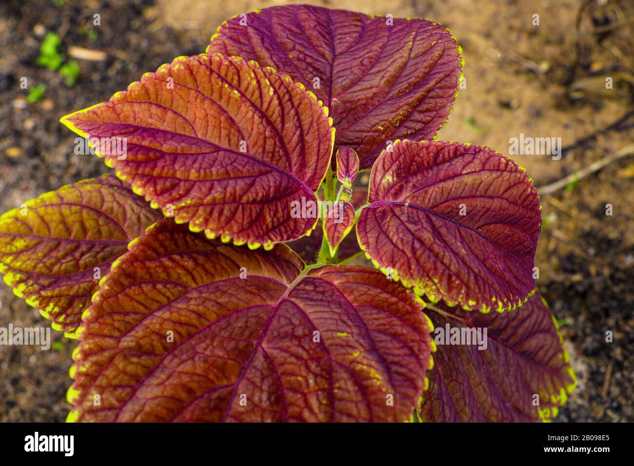 Plant texture structure leaves nature. Coleus blumei Stock Photo