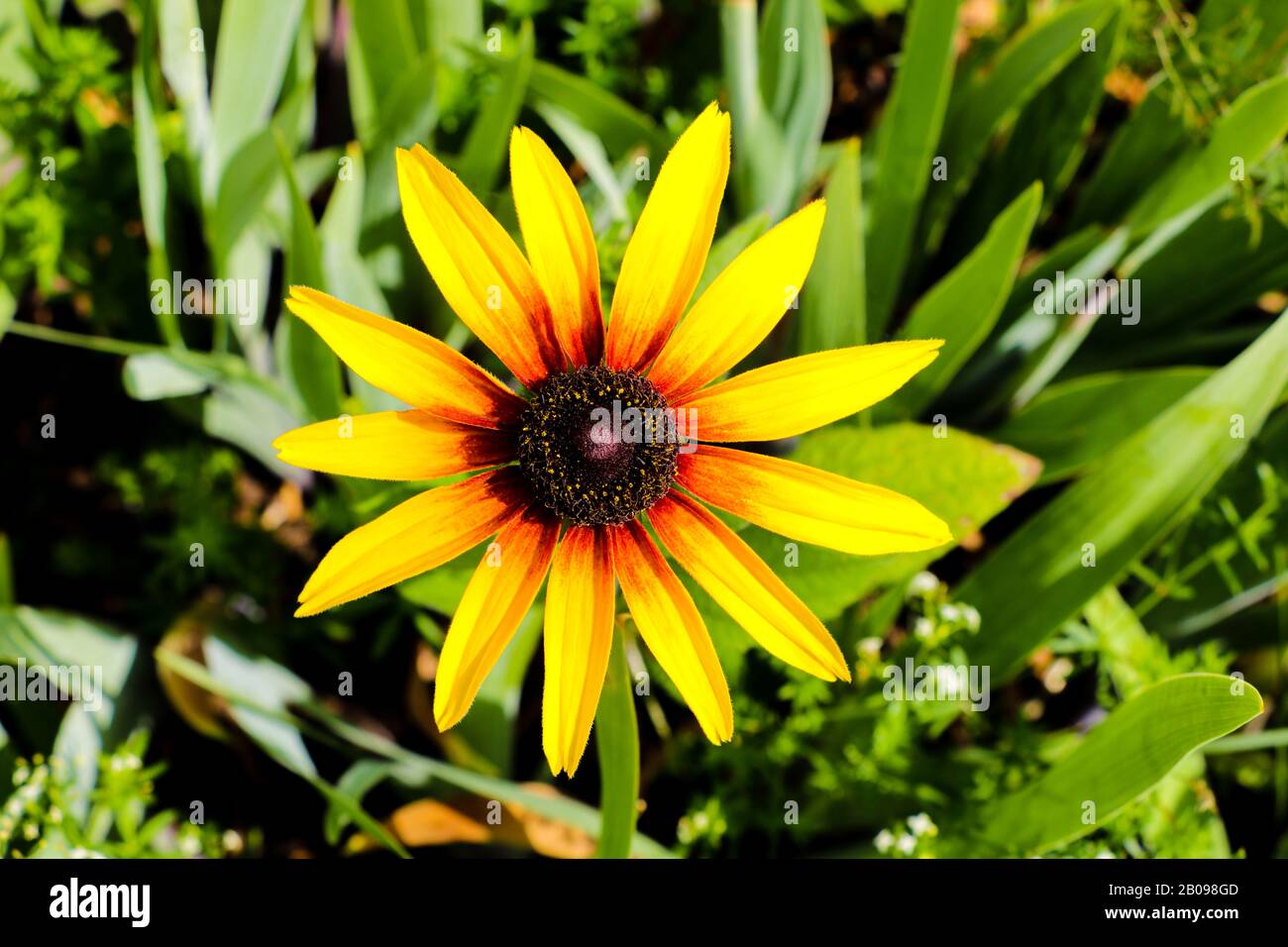 A Black-eyed Susan Rudbeckia hirta flower in the midst of a flower bed Stock Photo