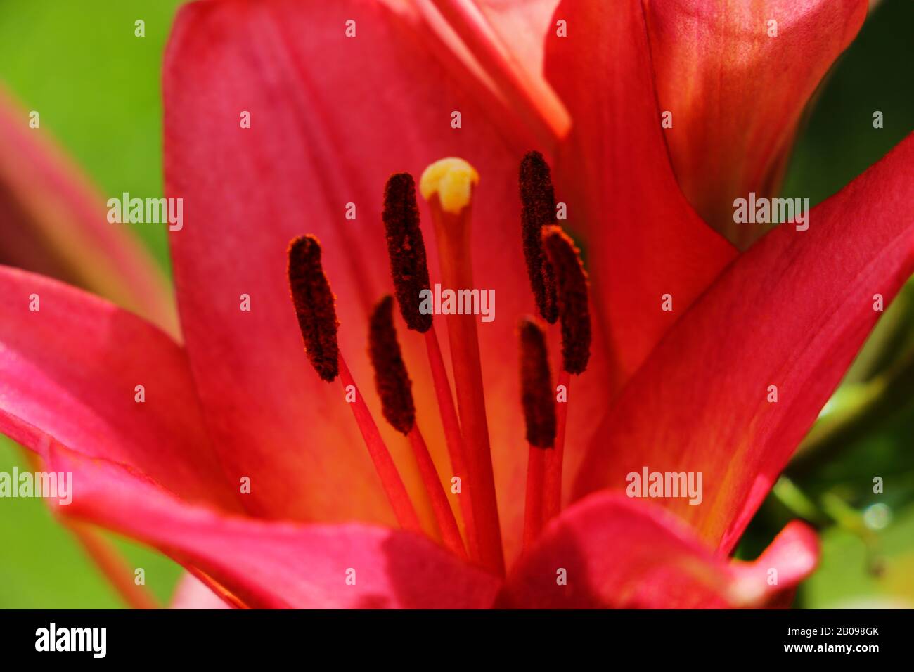 Beautiful red lilies flowers grow in the garden Stock Photo Alamy