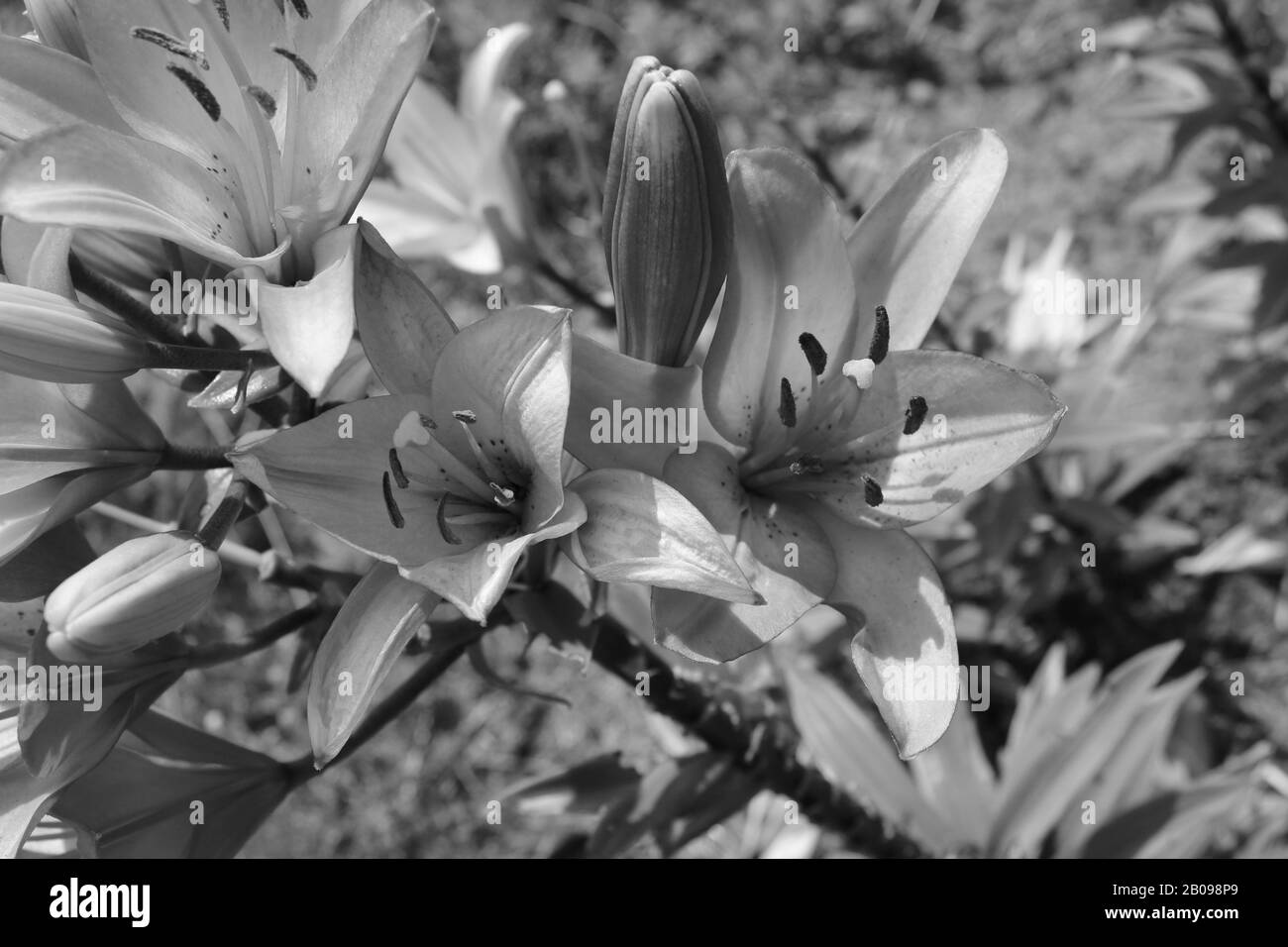 Lily in floral bouquet Black and White Stock Photos & Images - Alamy