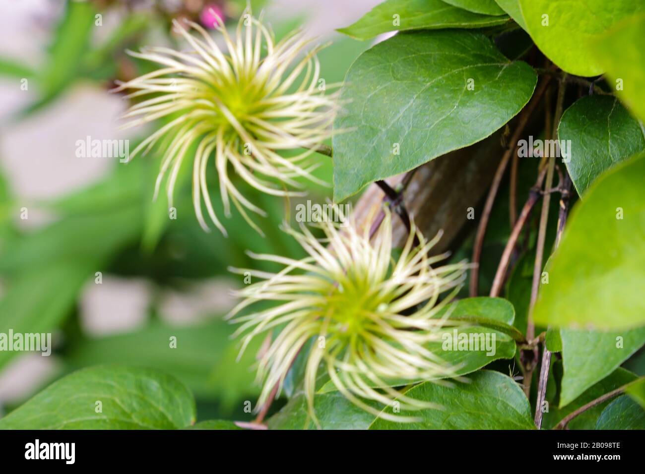 two passion flowers on a passion flower plant white colors Stock Photo