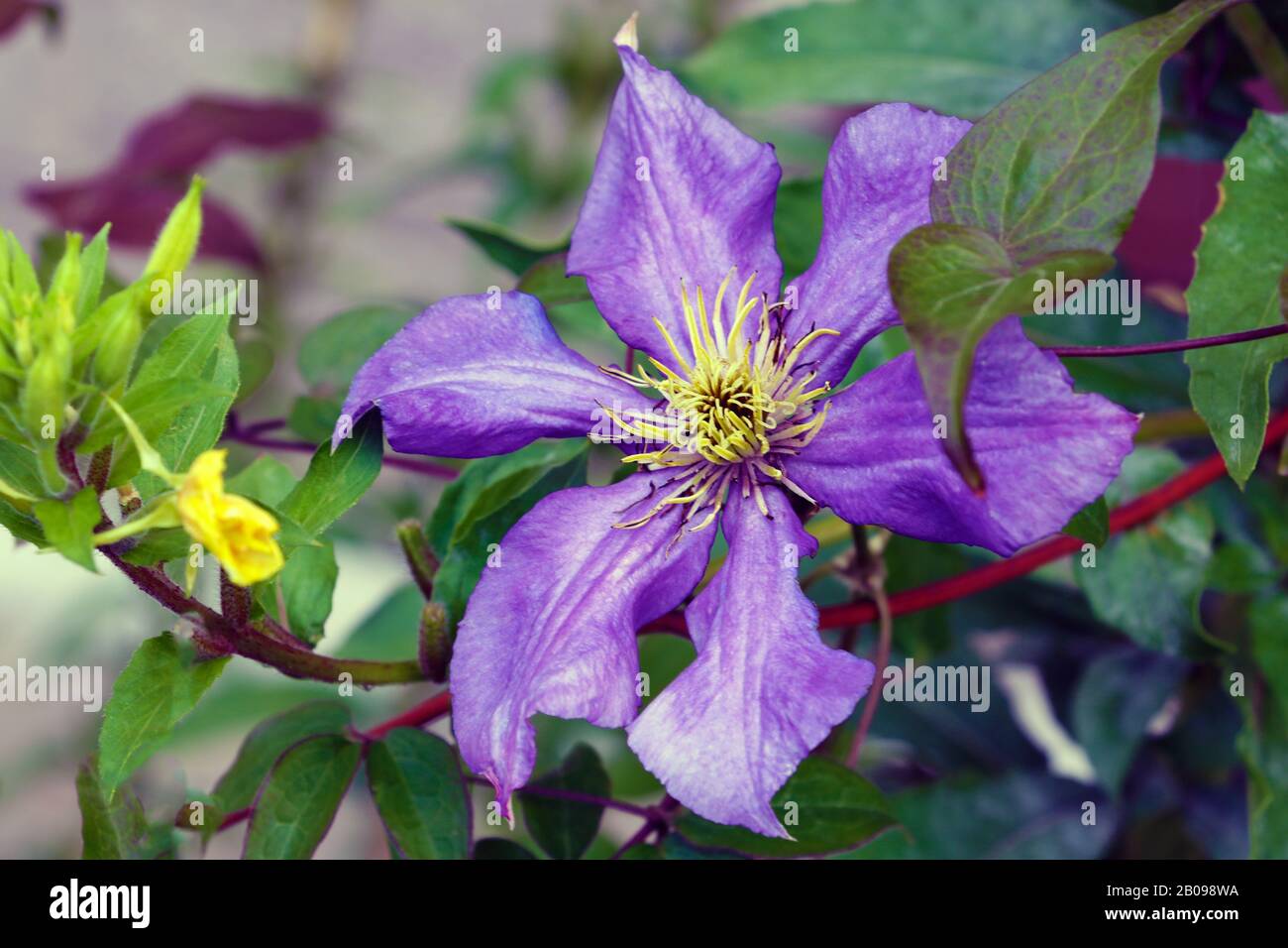 A purple clematis flower, clematis viticella, blooms in a Japanese garden. Flower of clematis - Ranunculaceae. Large-Flowered Clematis Stock Photo