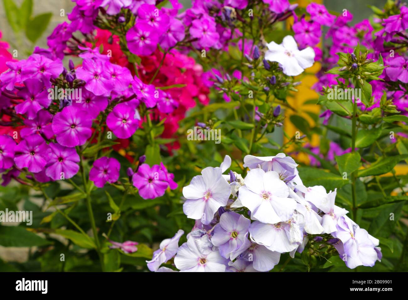 Garden purple phlox. Phlox paniculata vivid summer flowers Stock Photo