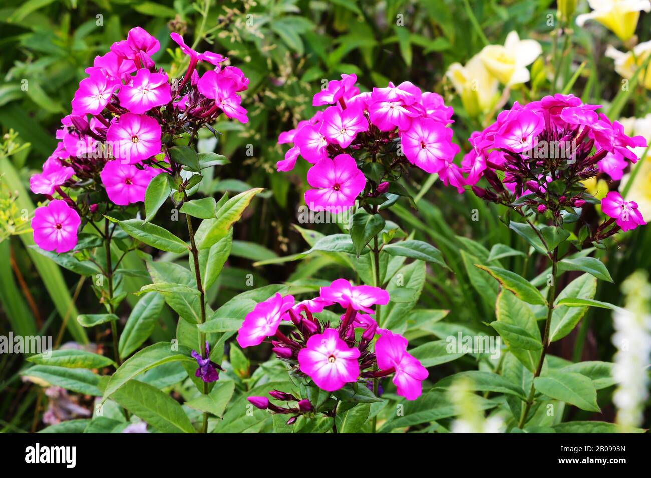 Tall pink perennial phlox in the summer garden Stock Photo Alamy