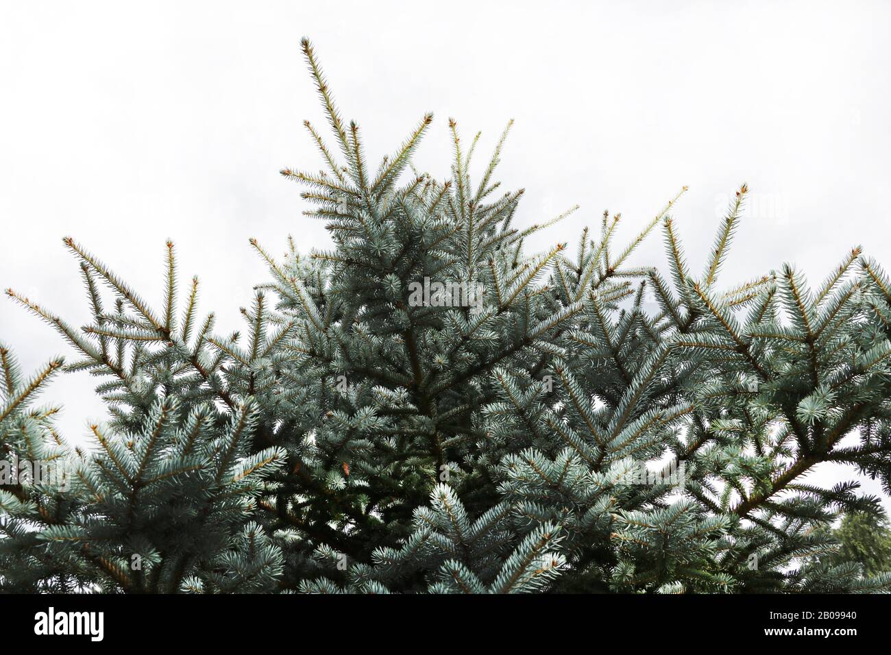 green prickly branches of a fur-tree or pine Stock Photo