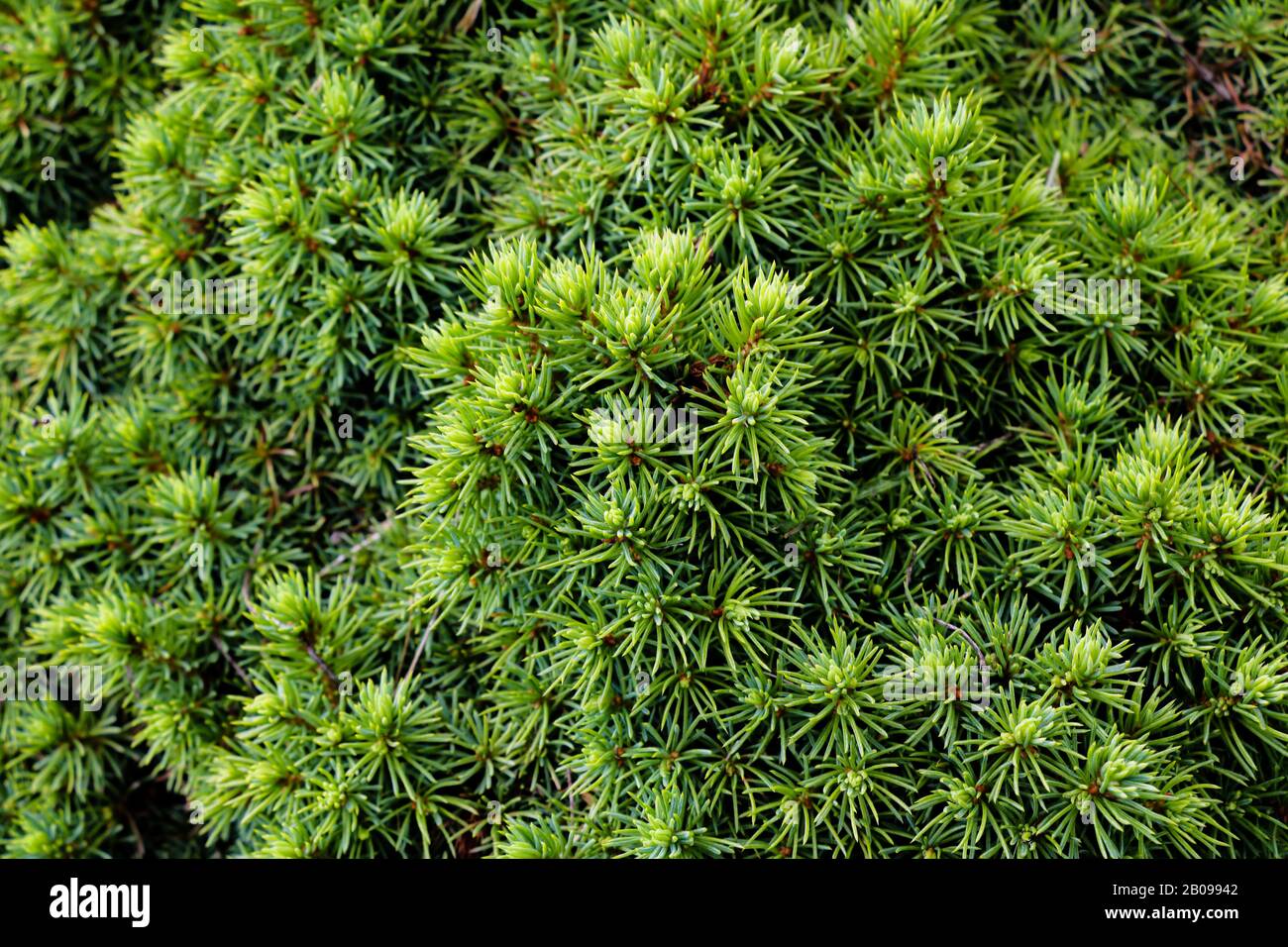 green prickly branches of a fur-tree or pine Stock Photo