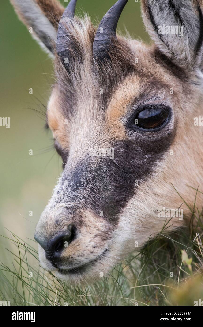 Portrait d'un jeune chamois Stock Photo