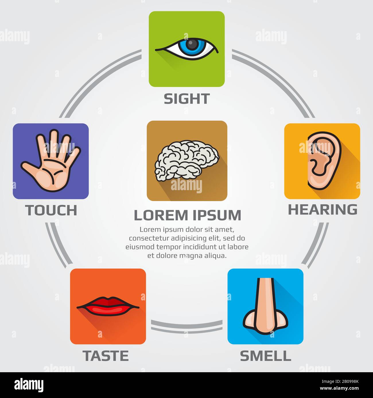 Five human senses smell, sight, hearing, taste, sensory. Vector infographics sence with nose, hand, mouth, eye, ear icons. Illustration of brain and himan senses Stock Vector