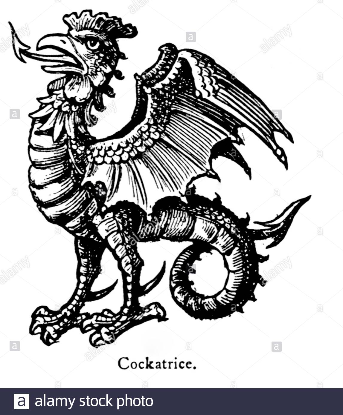 Cockatrice, vintage illustration from 1900 Stock Photo