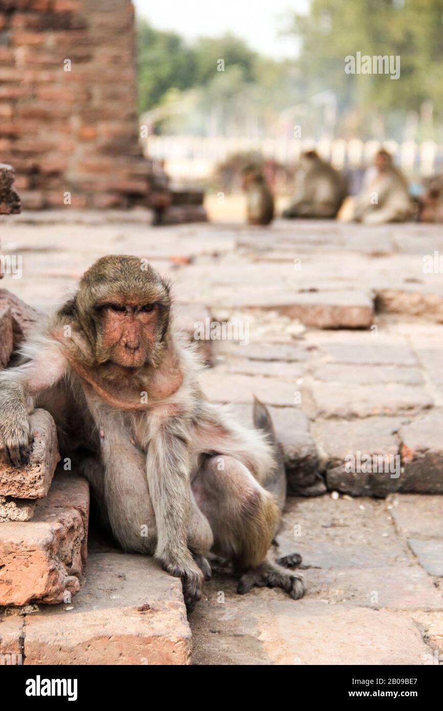 Old, fat and lazy monkey in the ruins of Lopburi Stock Photo