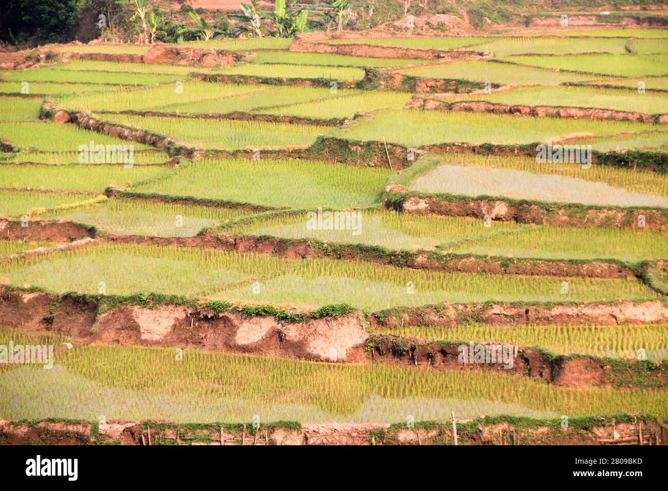 Muou Rice Terraces Three terraces hi-res stock photography and images - Alamy