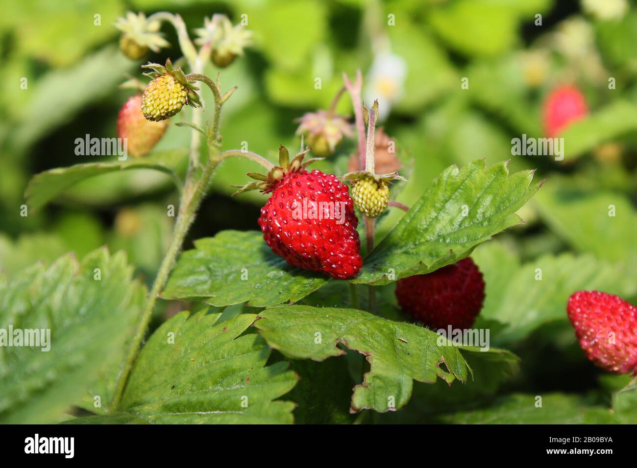Strawberry in the garden close view Stock Photo - Alamy