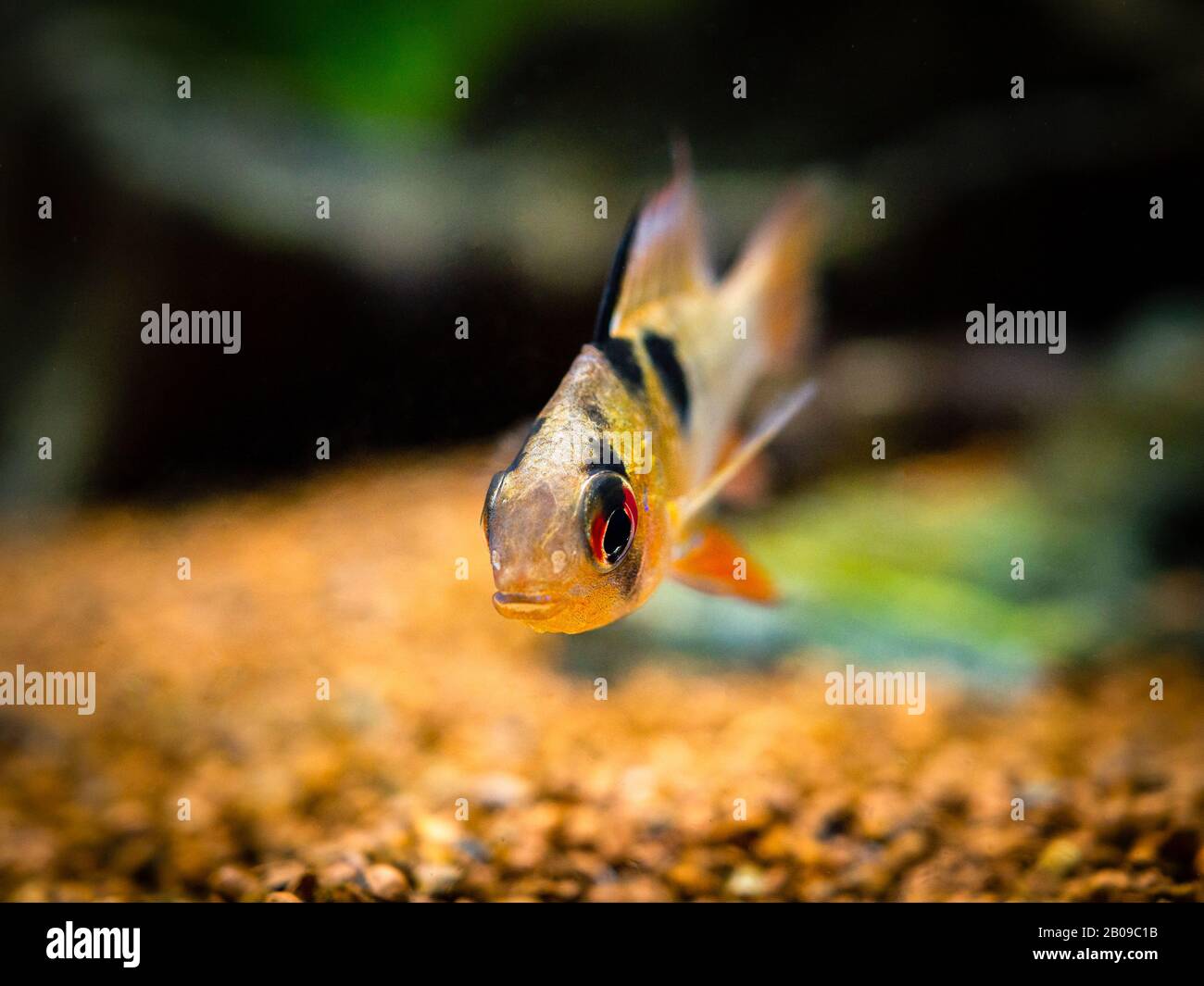 macro close up of a ram cichlid (Mikrogeophagus ramirezi) in a fish tank Stock Photo