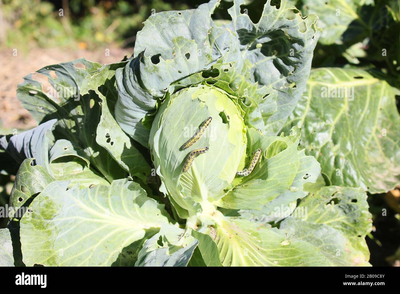 Caterpillar on cabbage Stock Photo Alamy