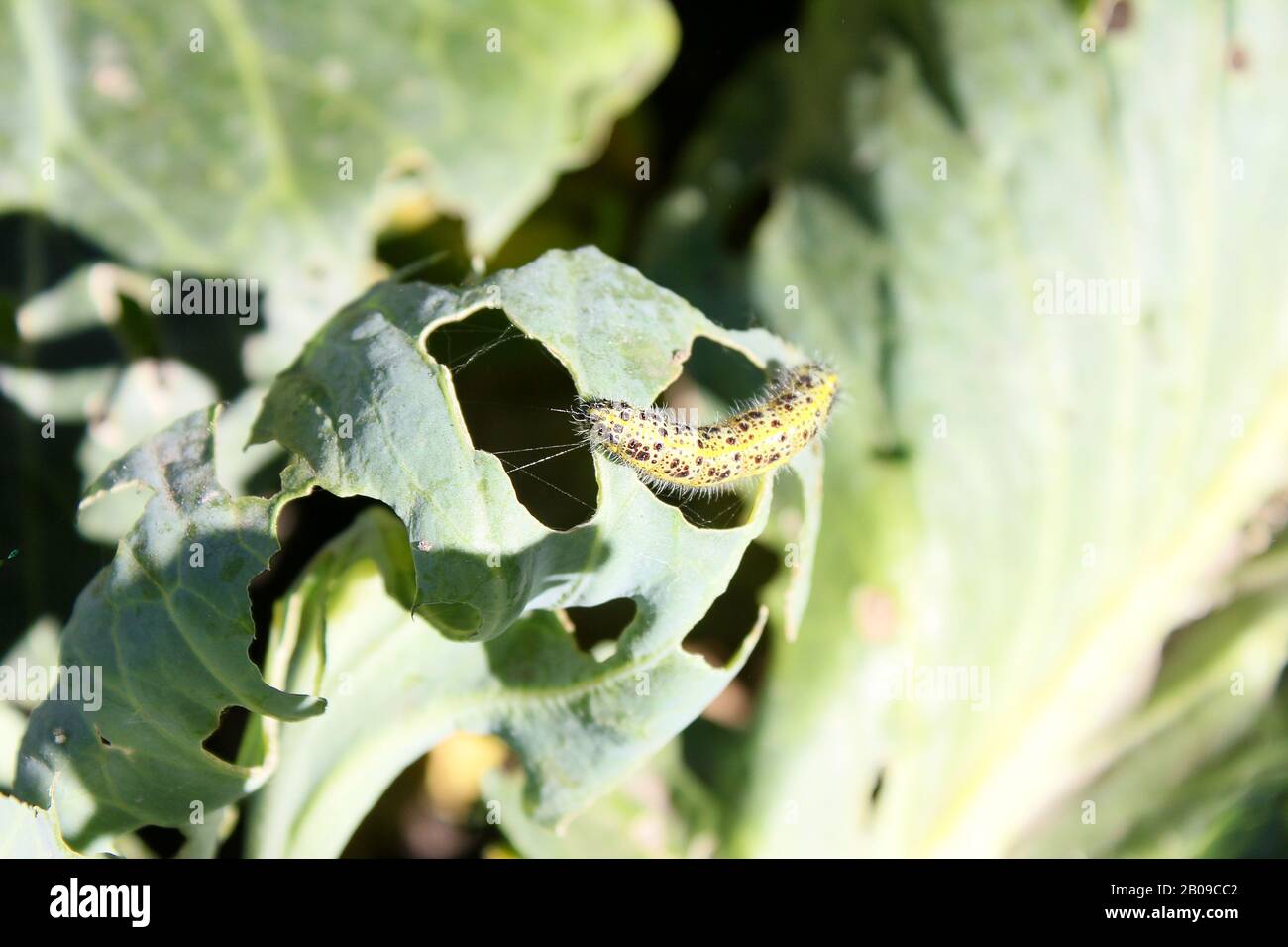 Cabbage white caterpillar macro hires stock photography and images Alamy
