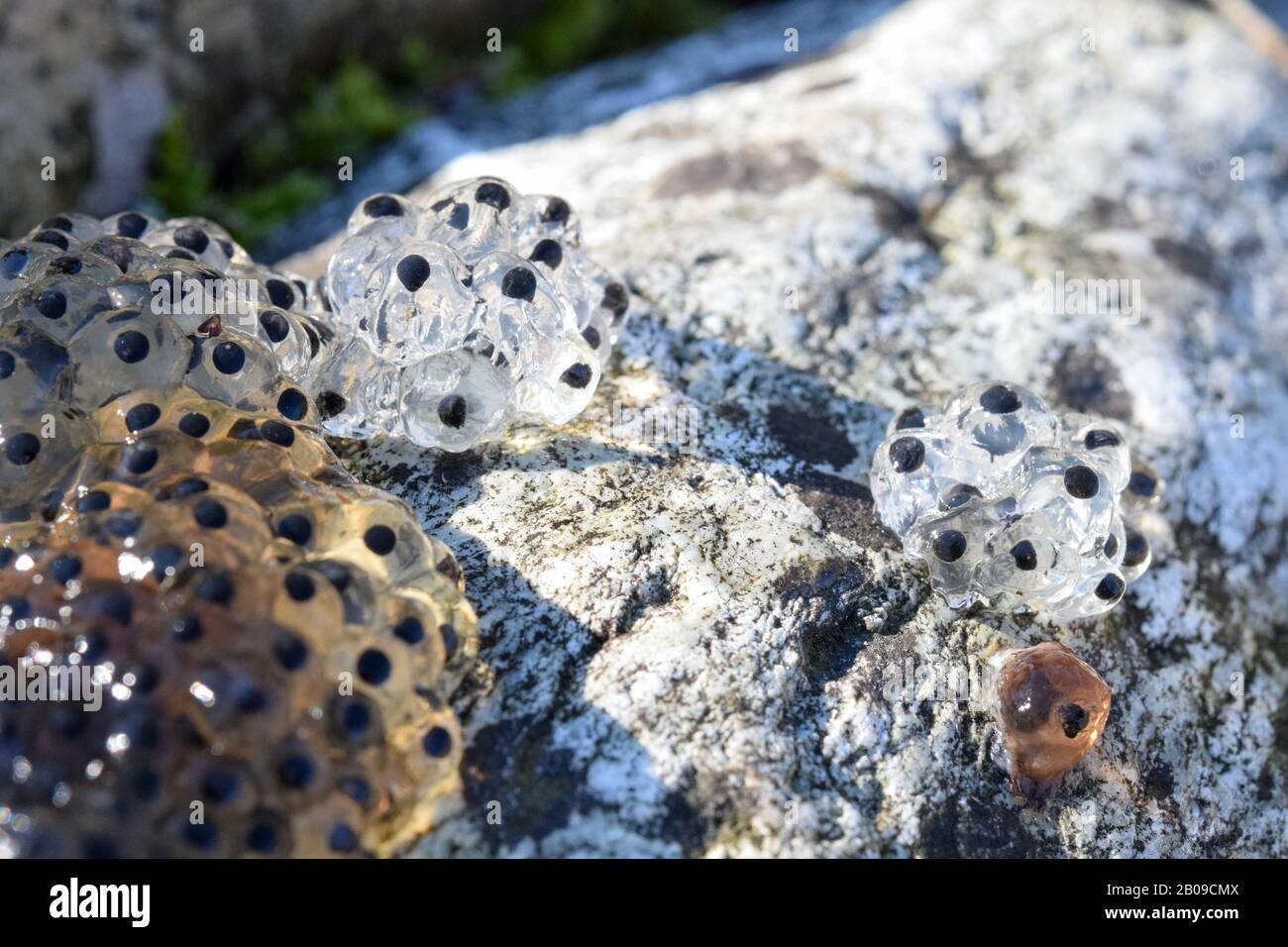 Close up of frog spawn frog eggs which was found on the shore, spring Stock Photo