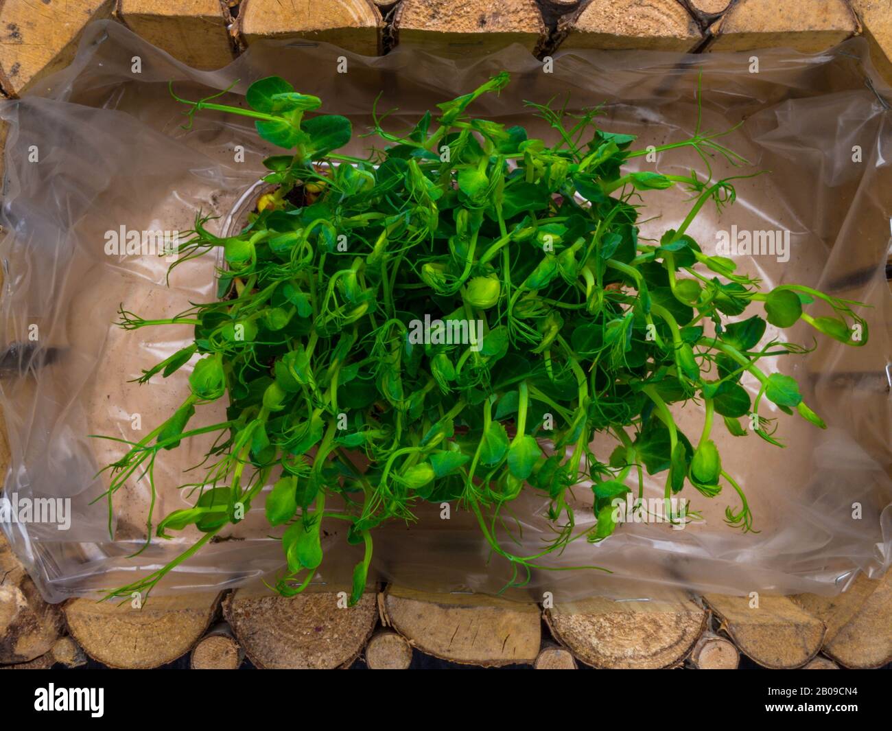 Raw sprouts of peas microgreen in wooden box. Farming concept. Vegetable and microgreen. Healthy eating, close up Stock Photo